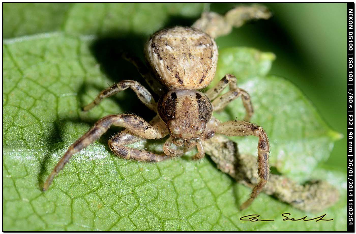 Xysticus sp. - Monte Santu Pedru (Alghero, SS)